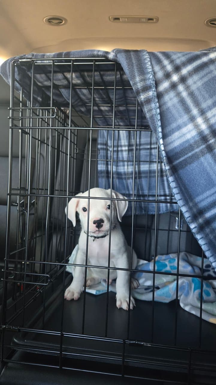 Pet travel photo 3