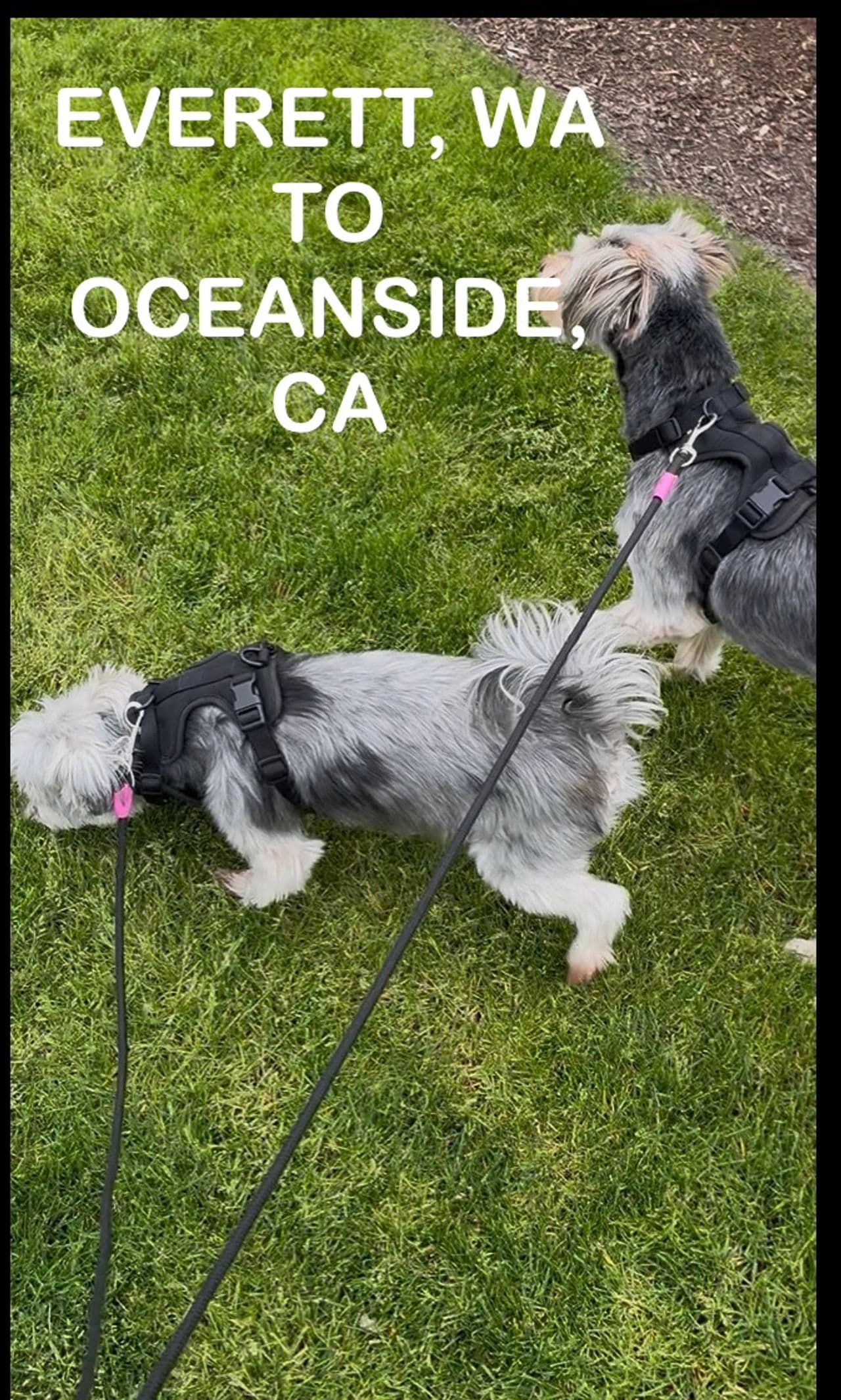 Pet travel photo 3