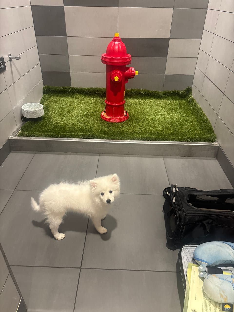 Pet travel photo 2
