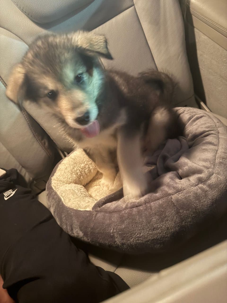 Pet travel photo 4