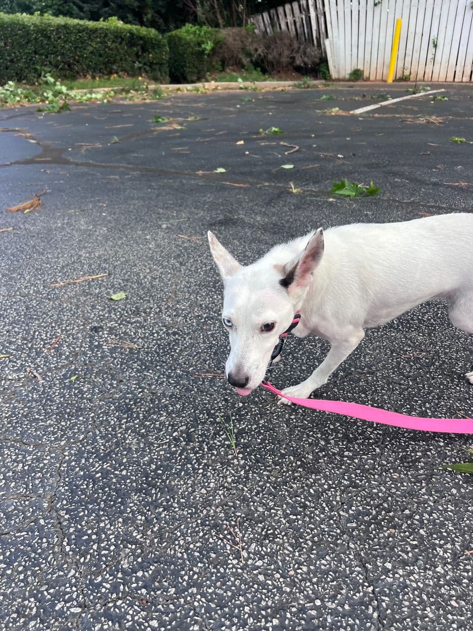 Pet travel photo 6