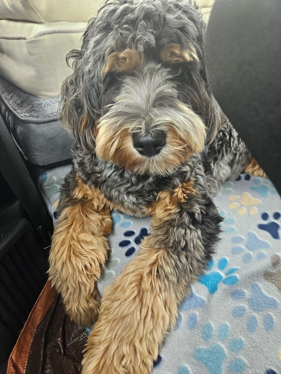 Pet travel photo 4