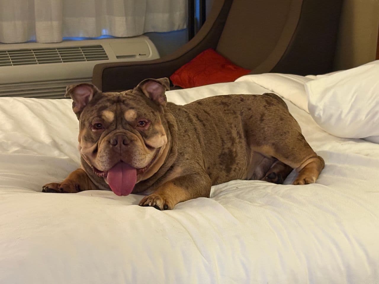 Pet travel photo 4