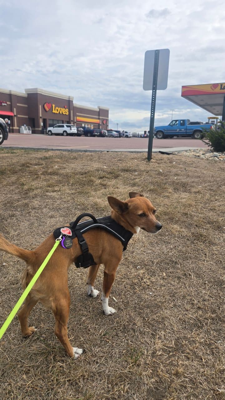Pet travel photo 3