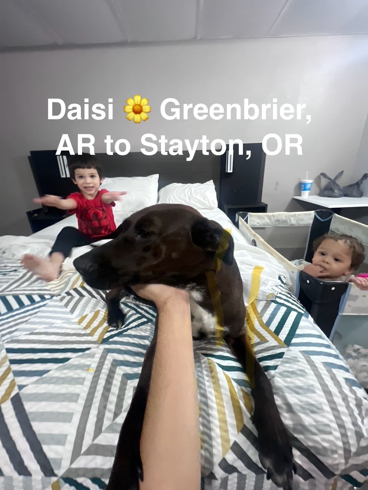 Pet travel photo 1