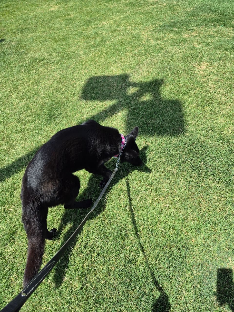 Pet travel photo 2