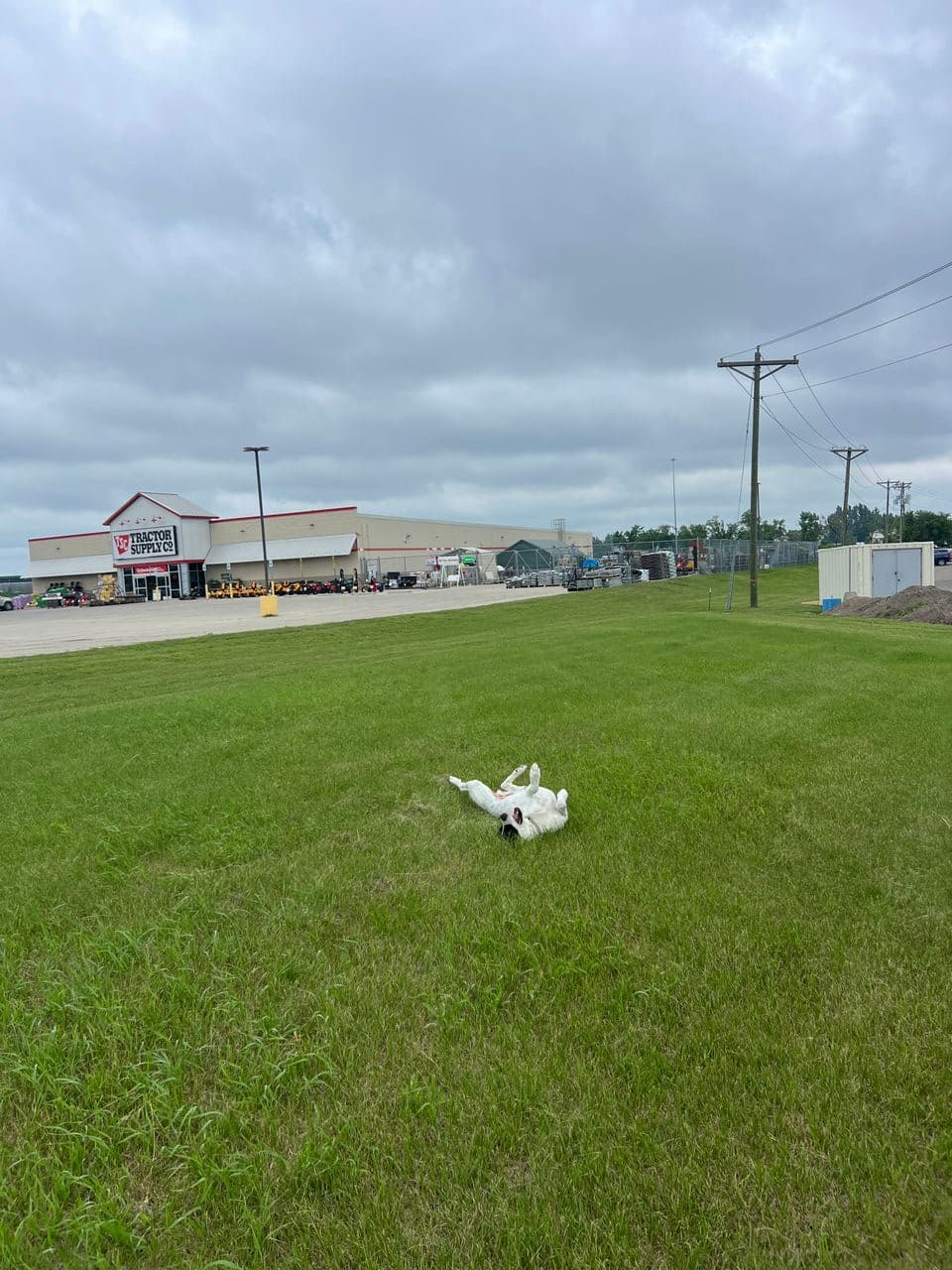 Pet travel photo 1