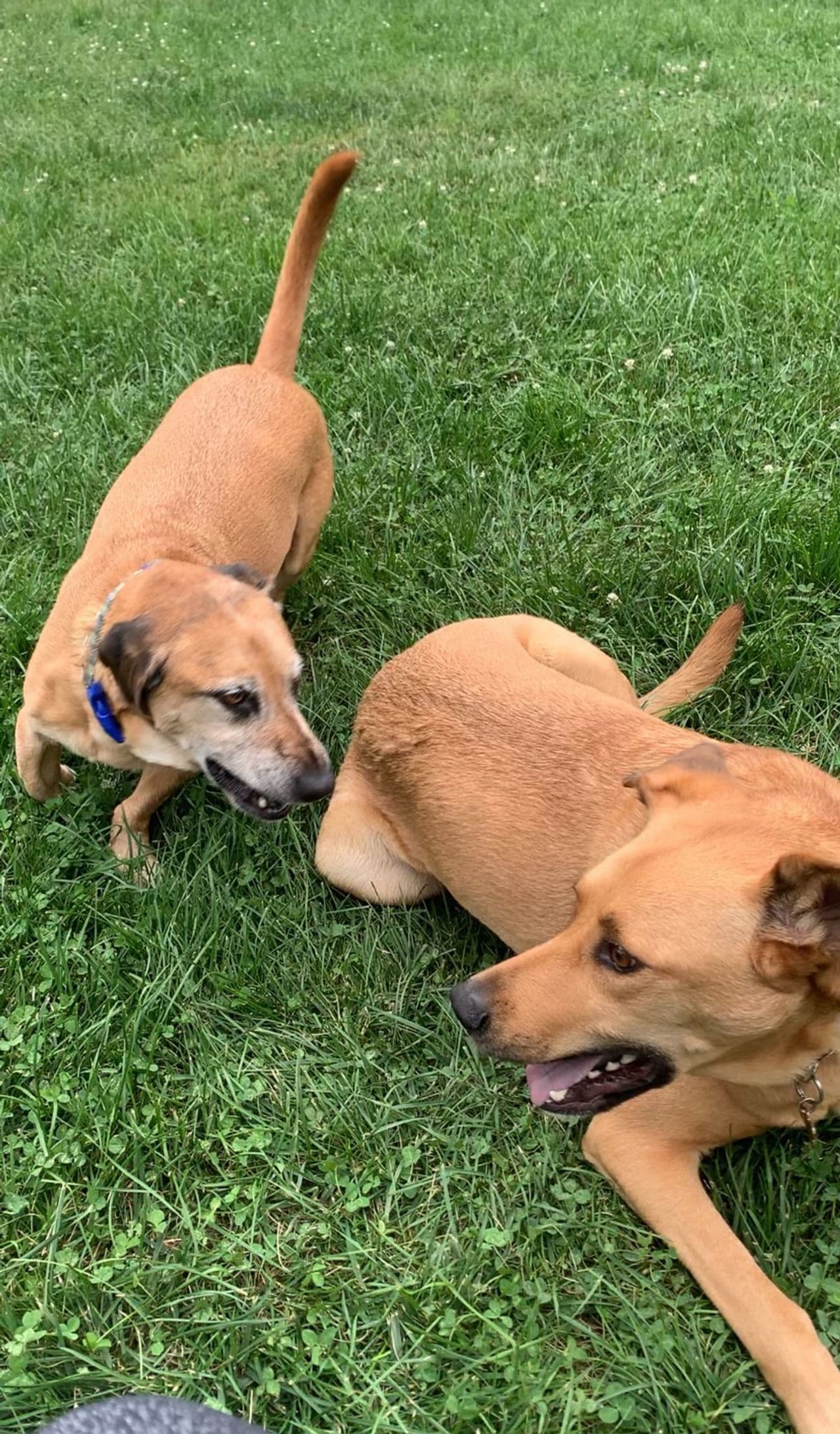 Pet travel photo 1