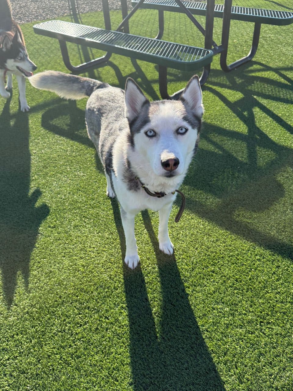 Pet travel photo 1
