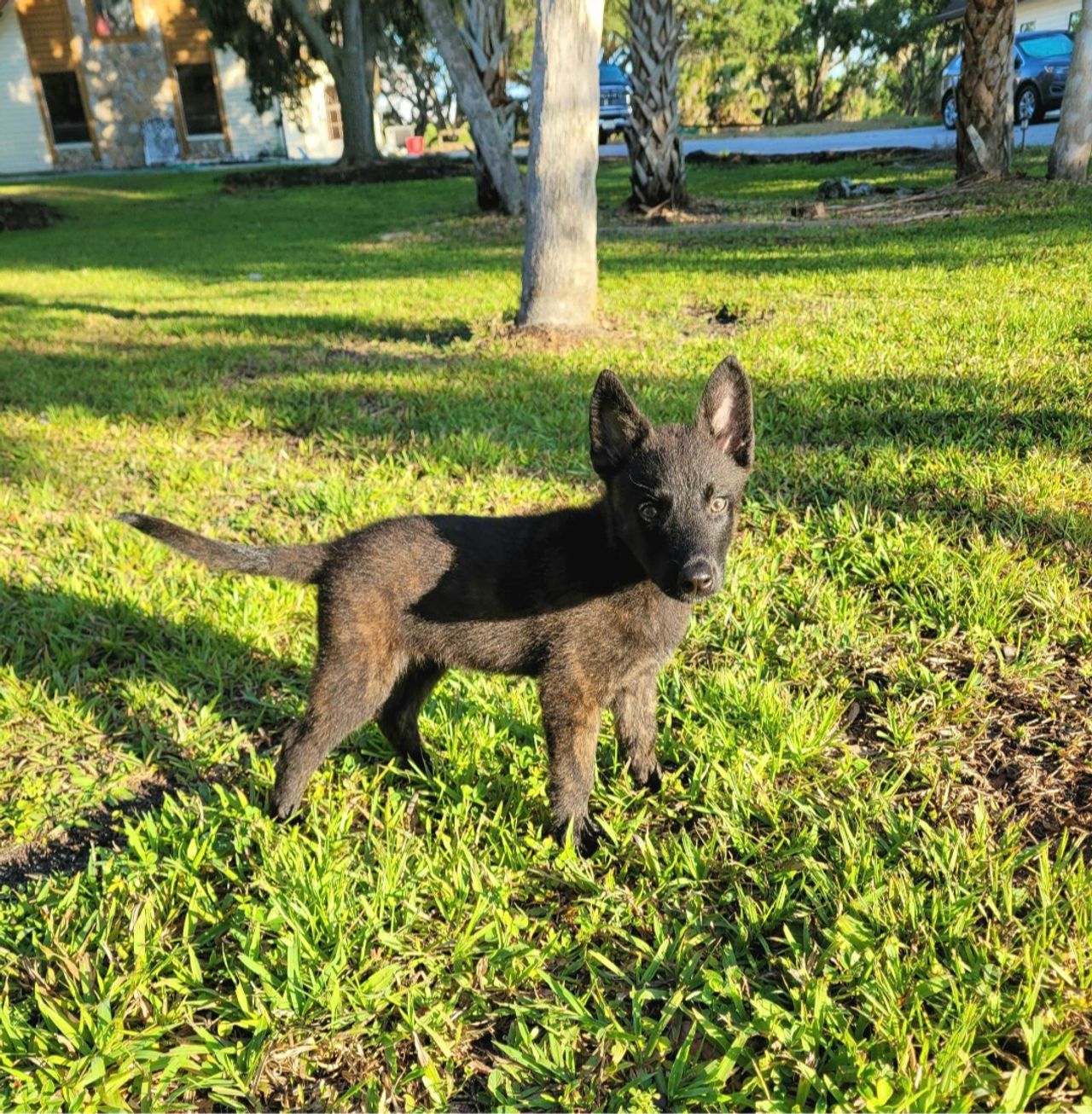 Pet travel photo 2