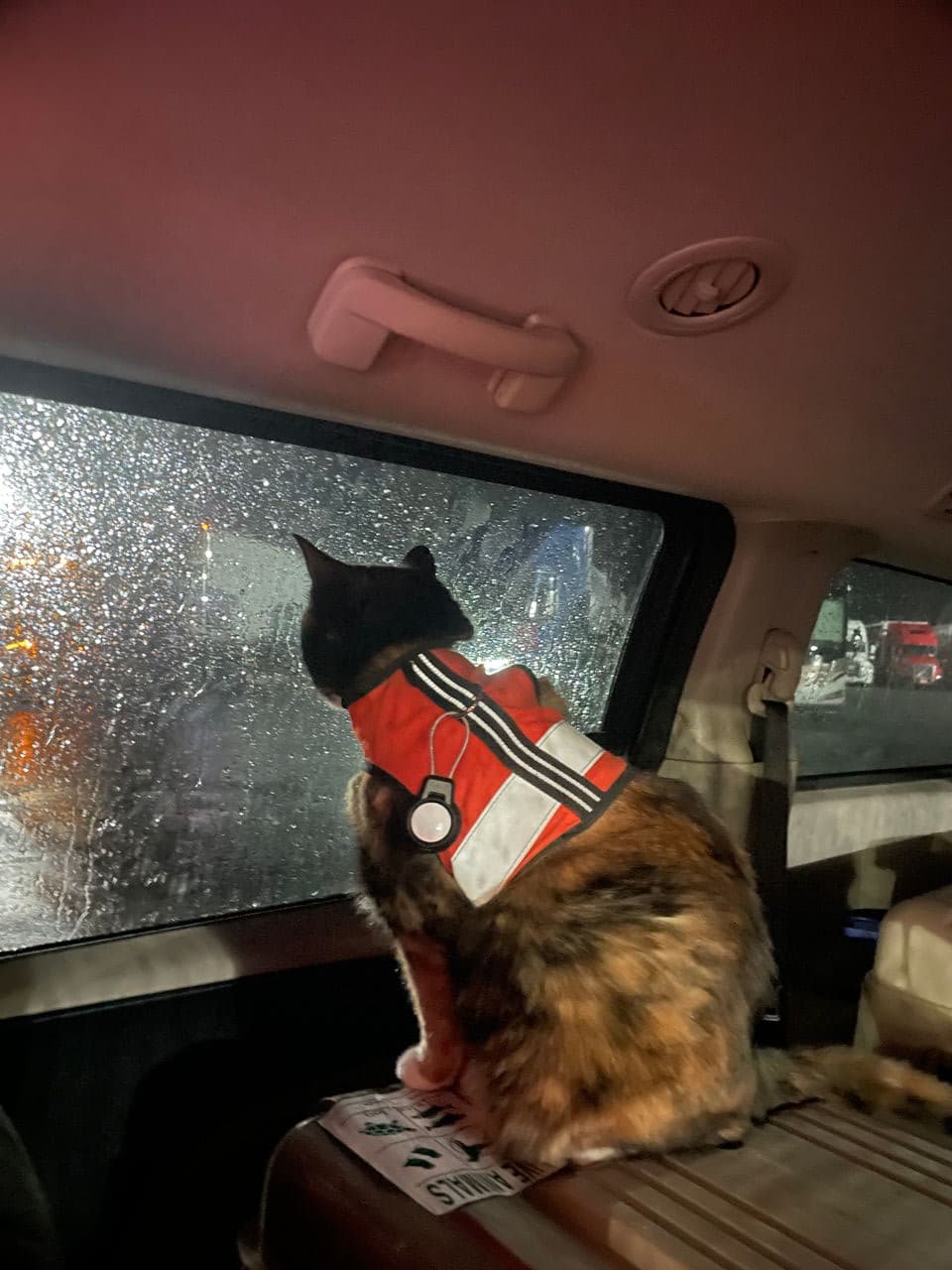Pet travel photo 1