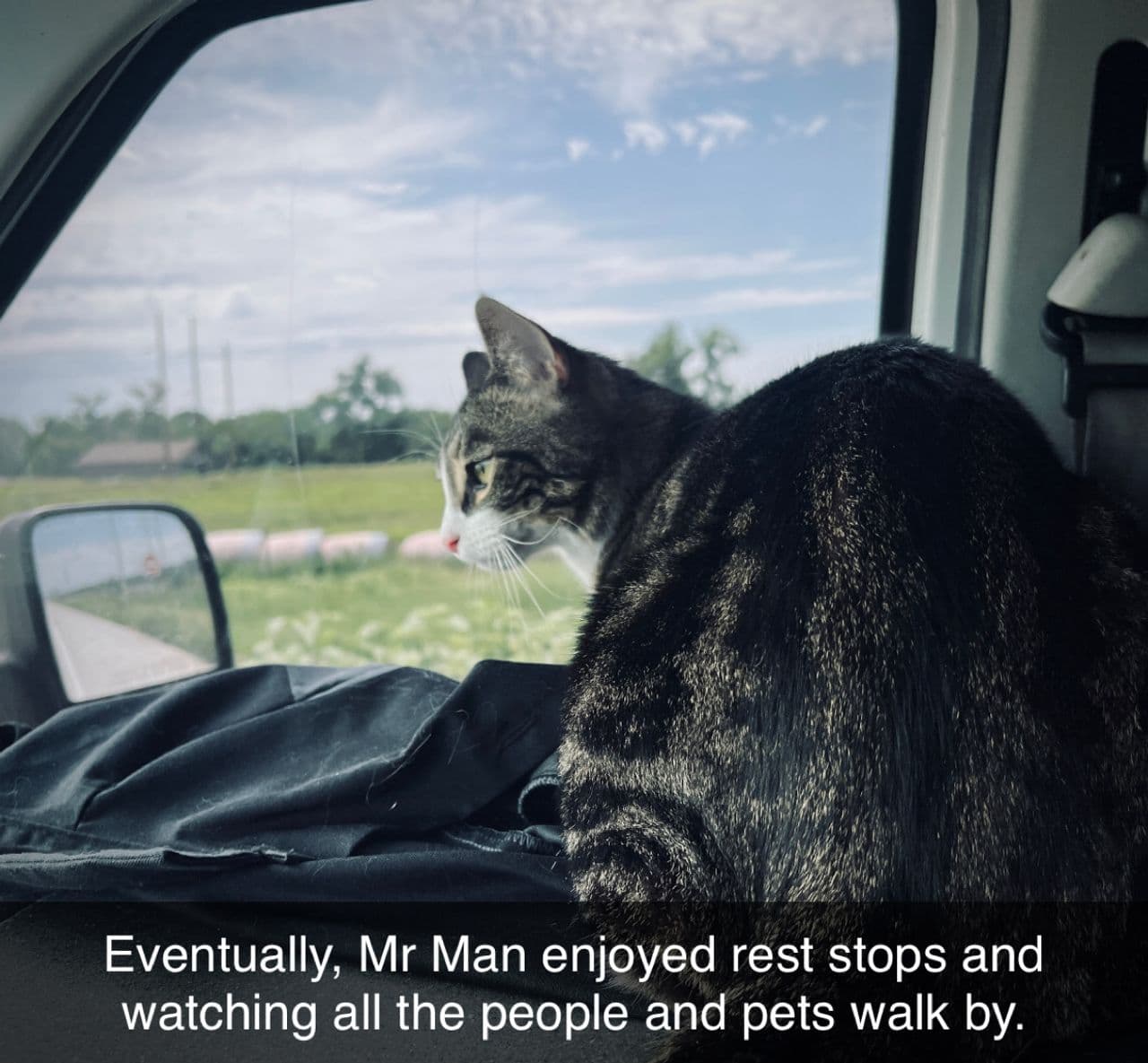 Pet travel photo 5
