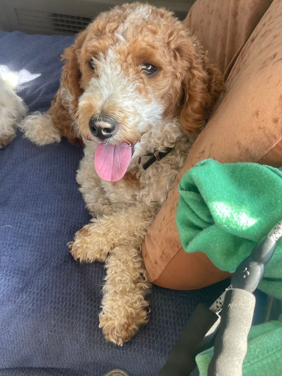Pet travel photo 1