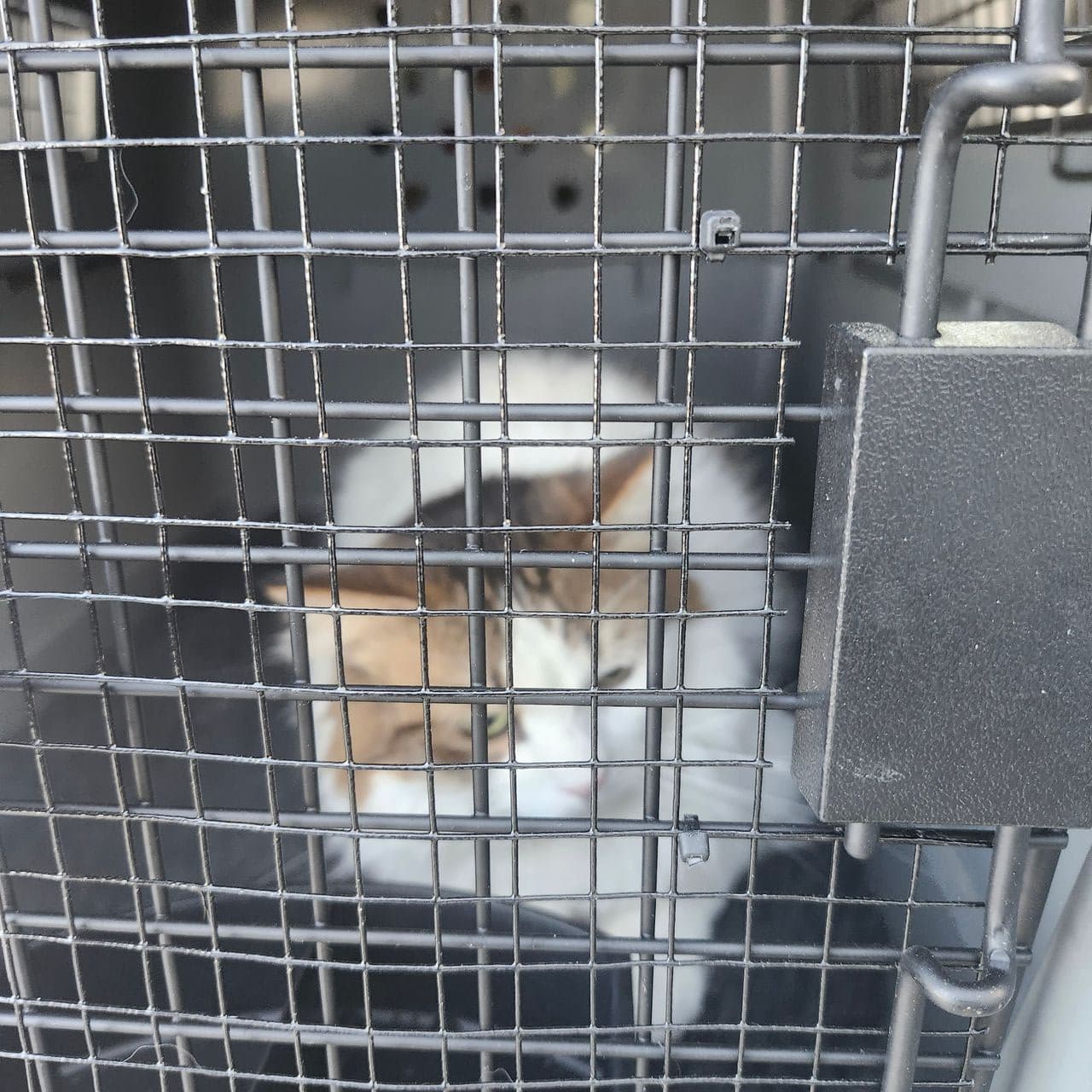 Pet travel photo 3