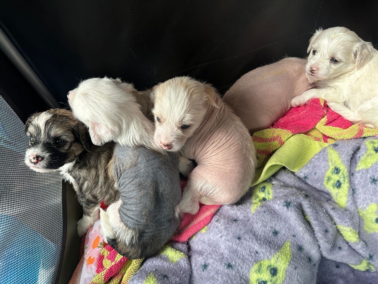 Pet travel photo 3