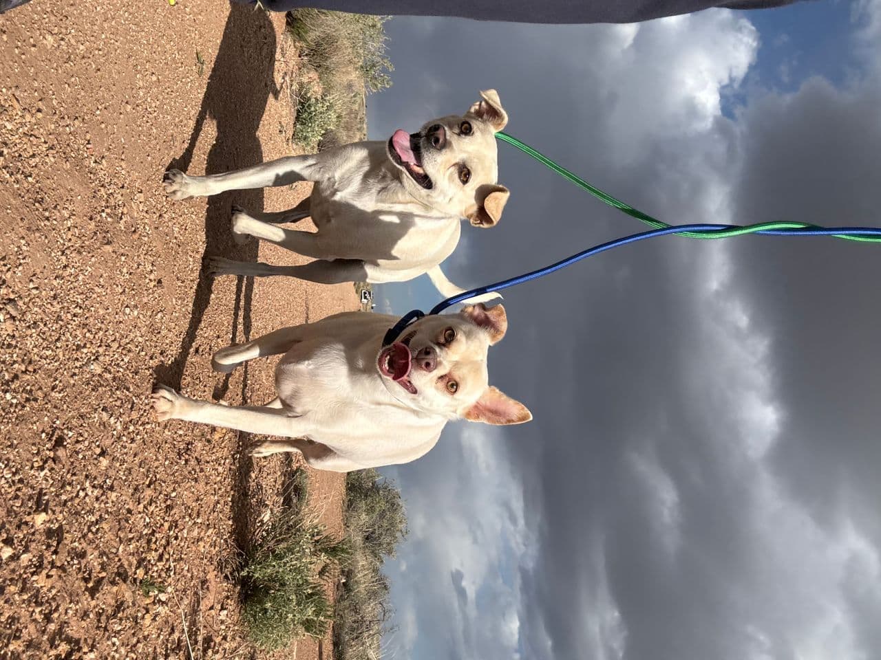 Pet travel photo 3