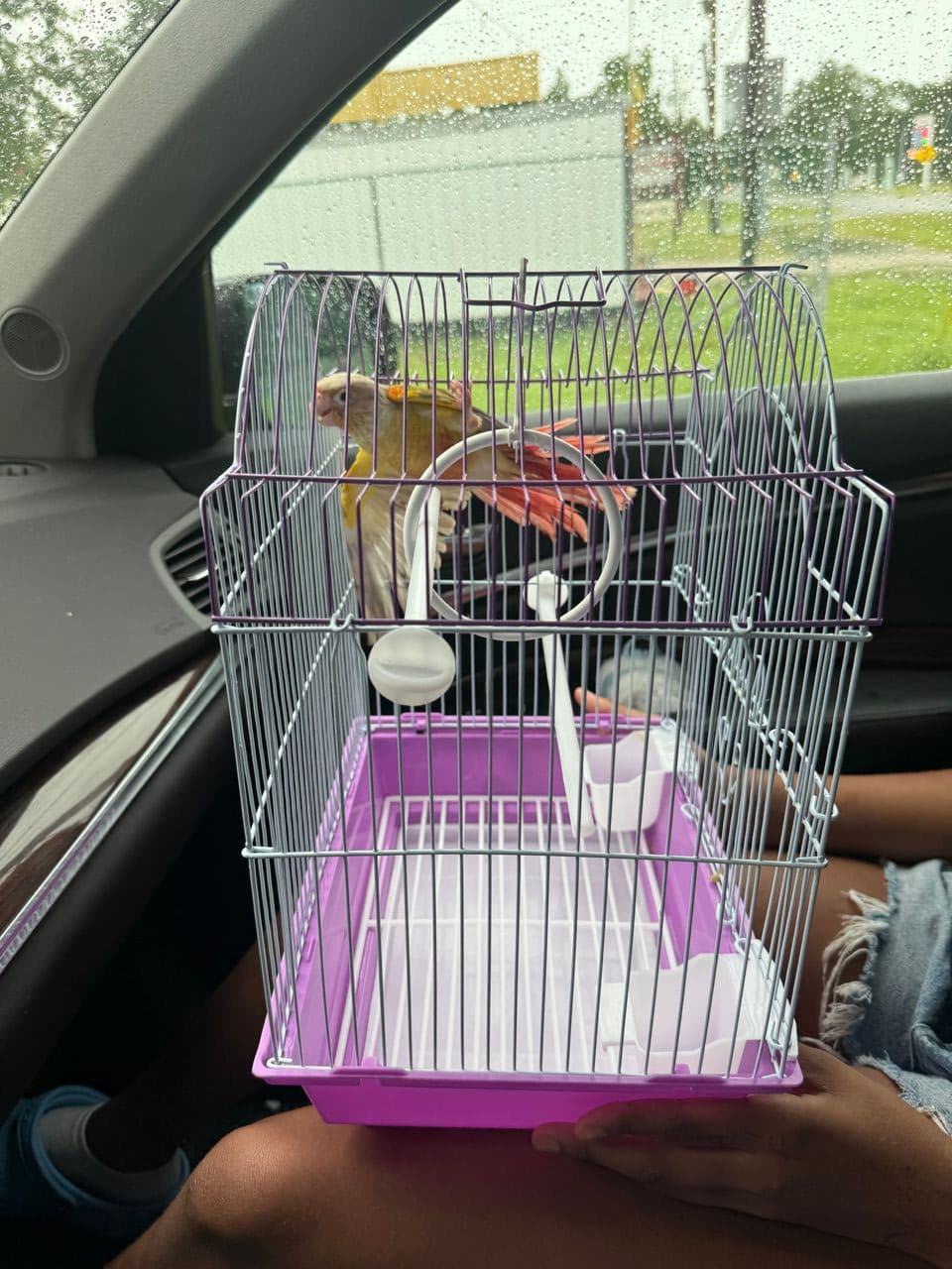 Pet travel photo 2