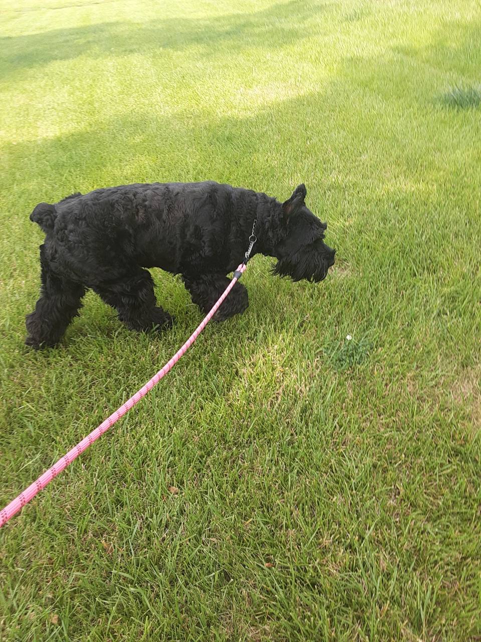 Pet travel photo 4