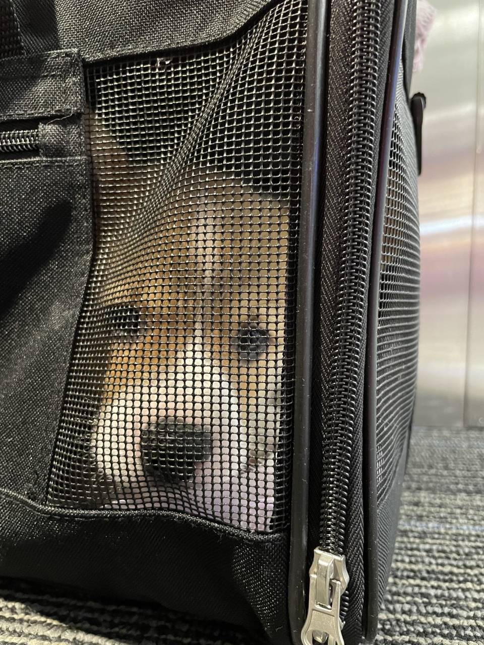 Pet travel photo 2