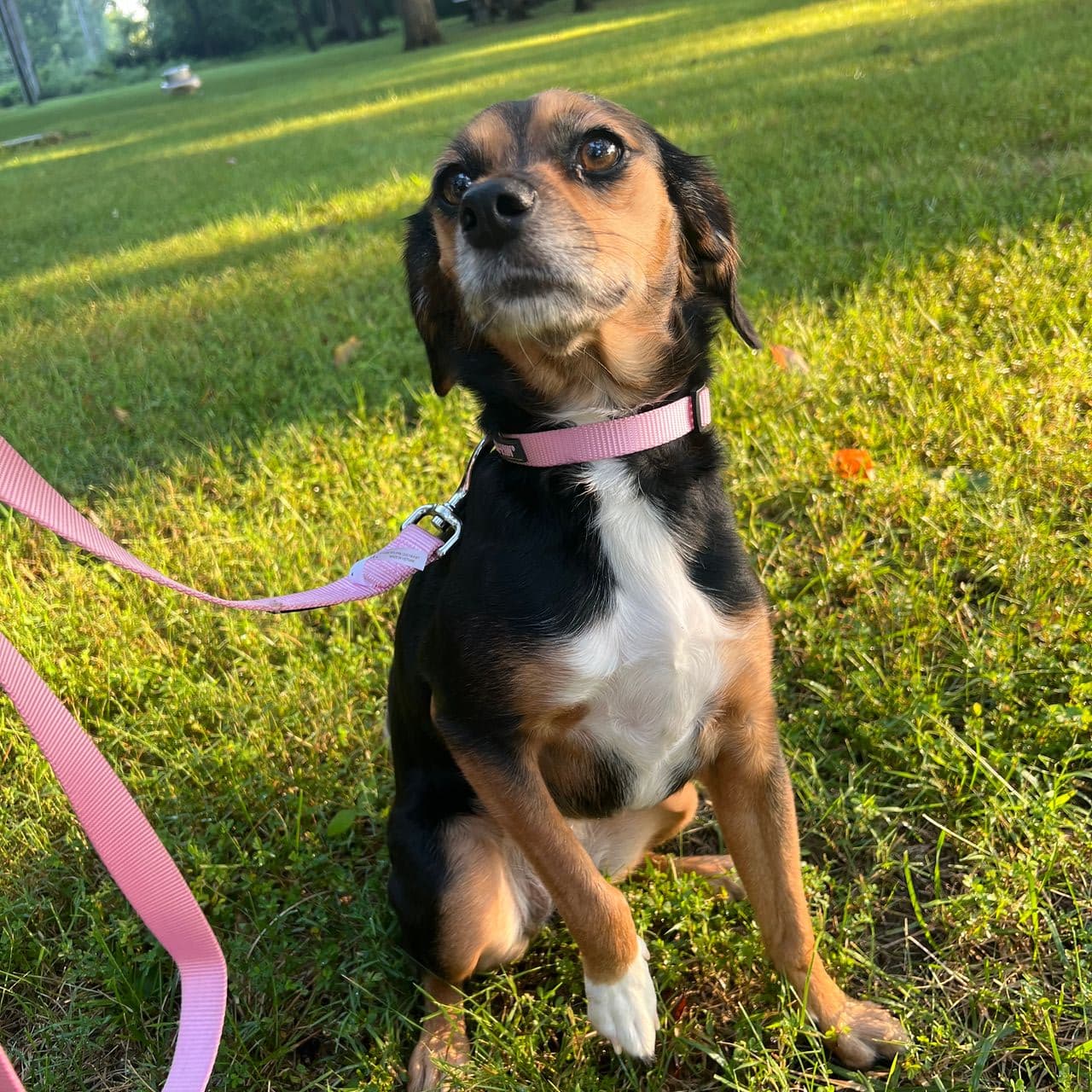 Pet travel photo 6