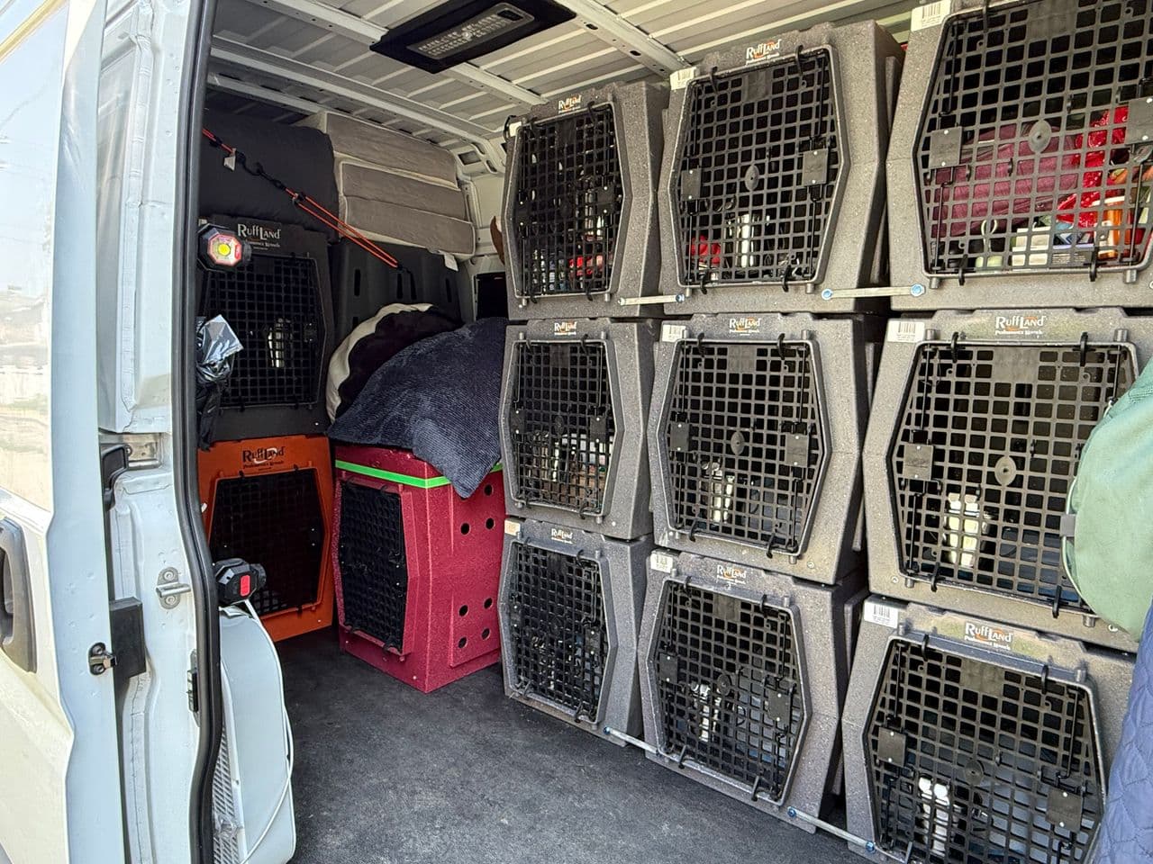 Pet travel photo 1
