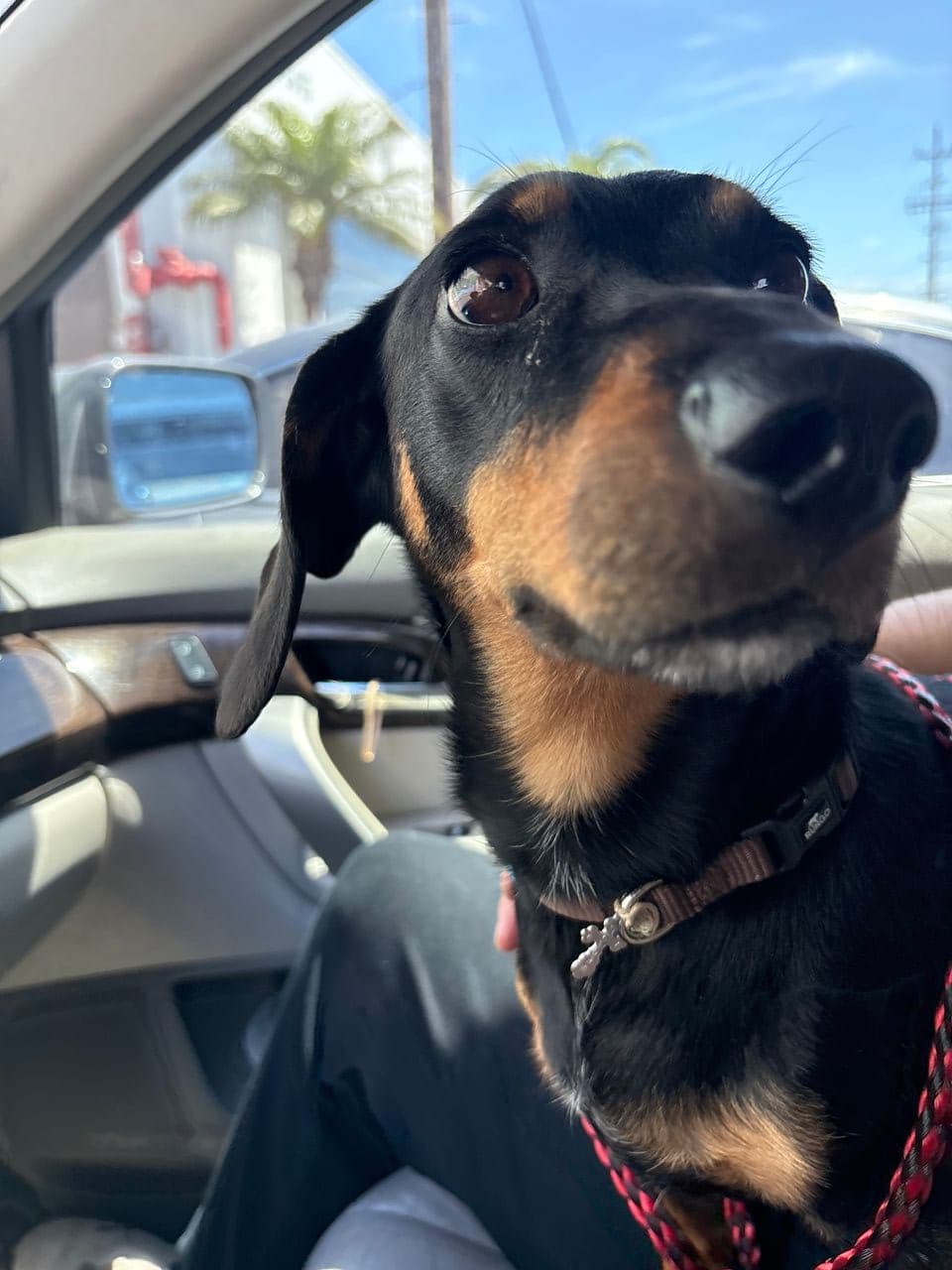 Pet travel photo 2