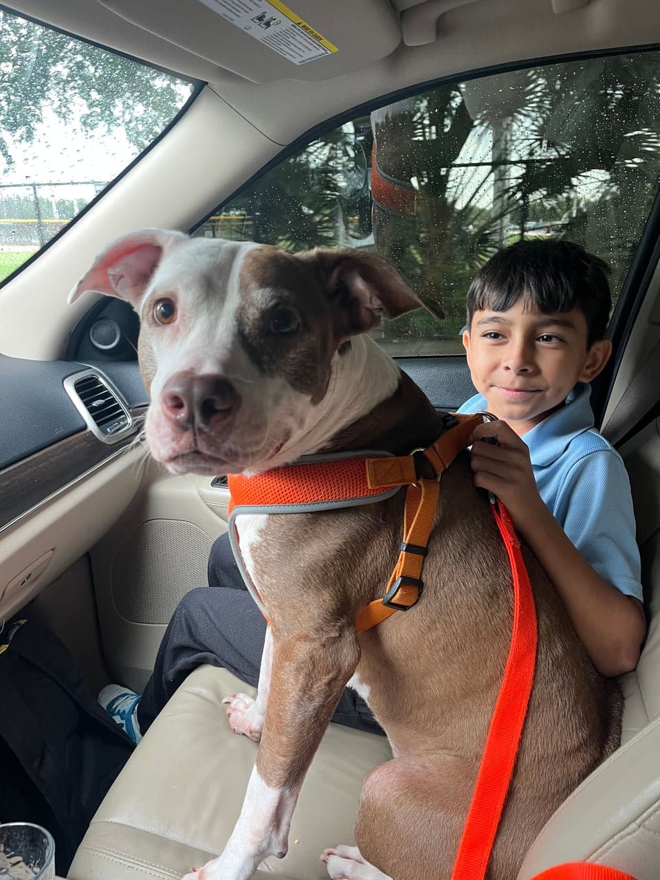 Pet travel photo 5