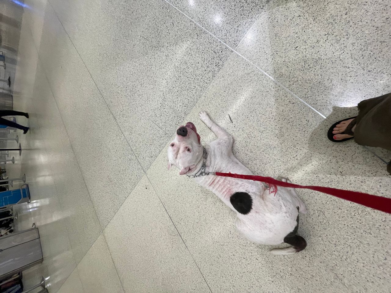 Pet travel photo 1