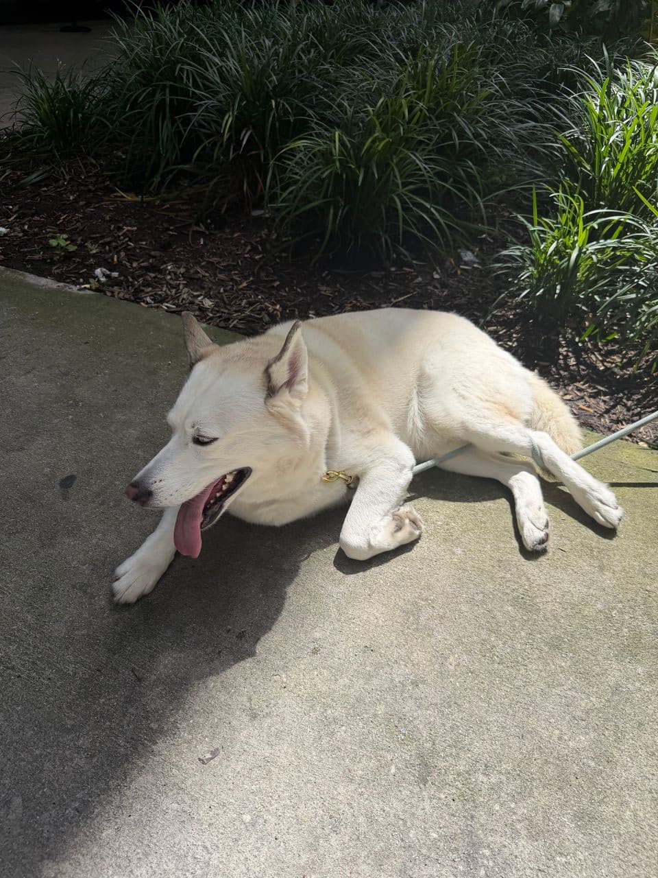Pet travel photo 2
