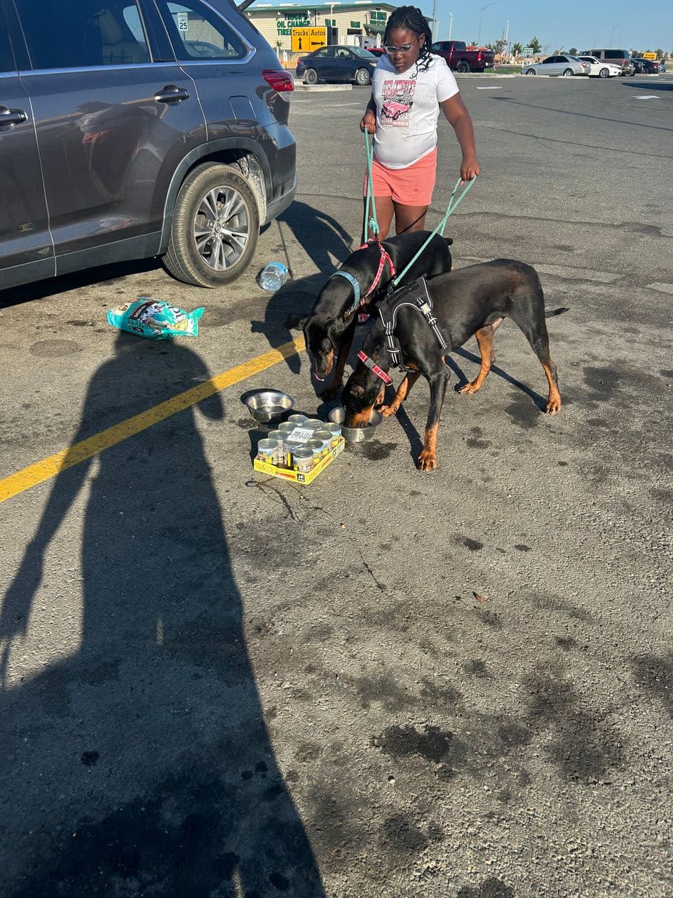 Pet travel photo 6