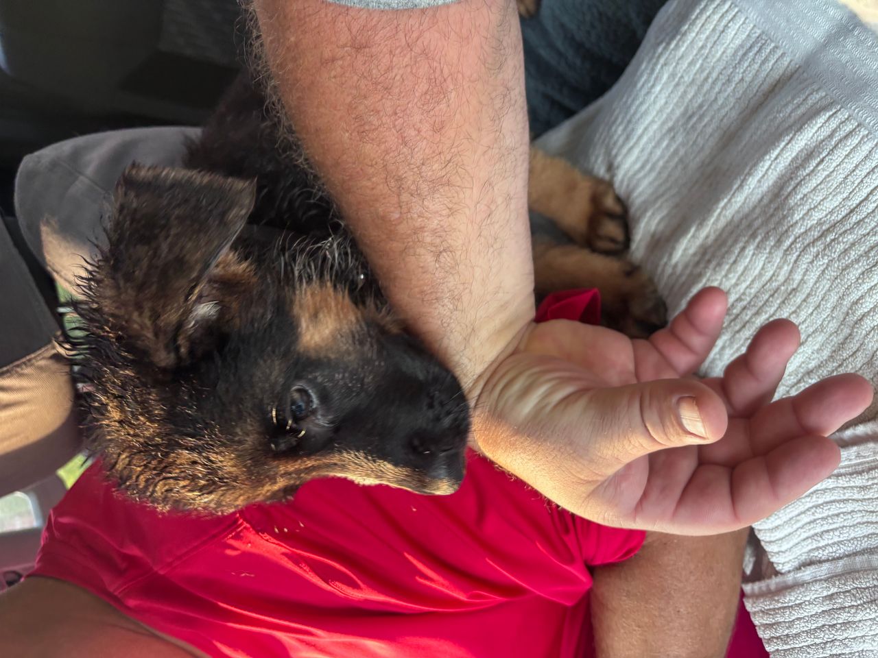 Pet travel photo 5