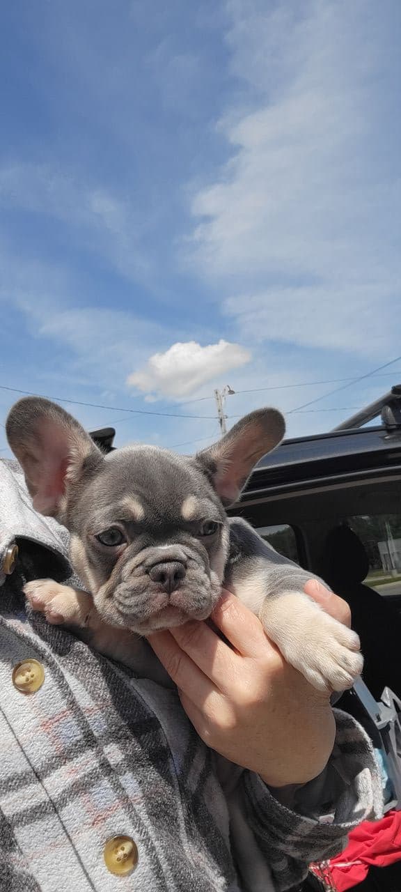 Pet travel photo 1