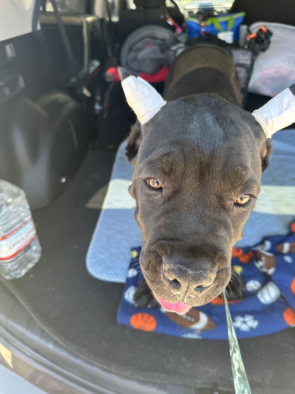 Pet travel photo 4