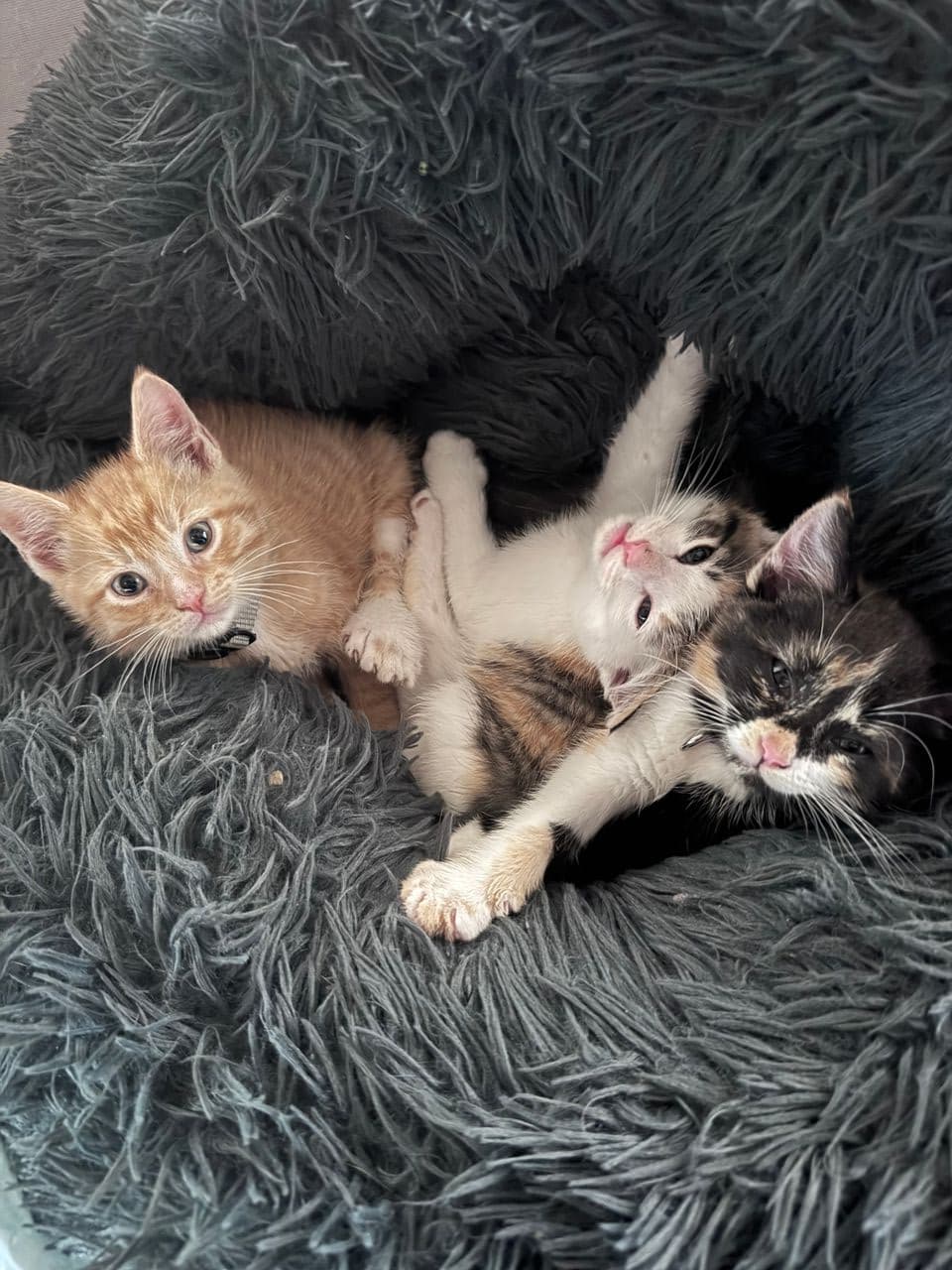 Pet travel photo 5