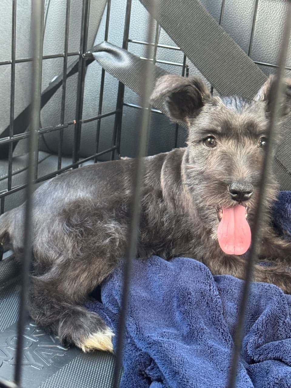 Pet travel photo 4