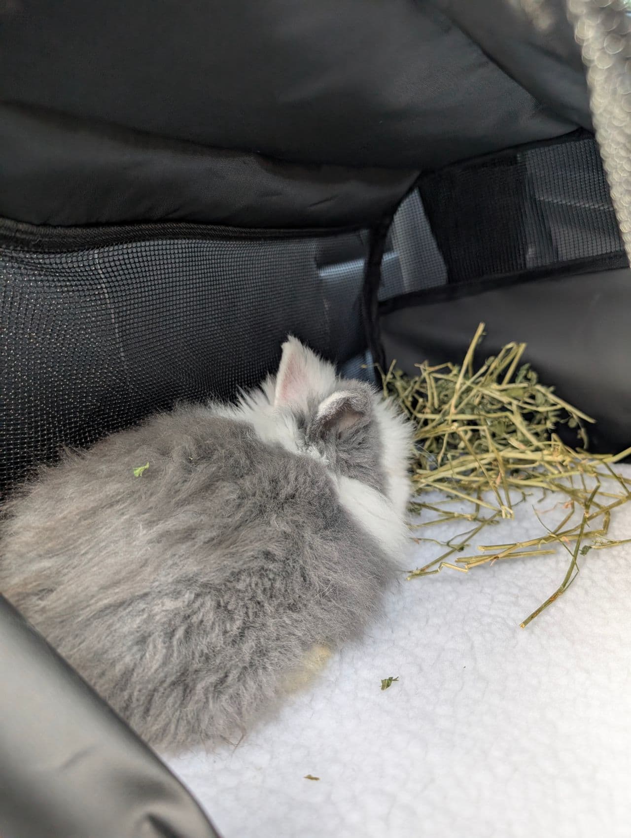 Pet travel photo 3