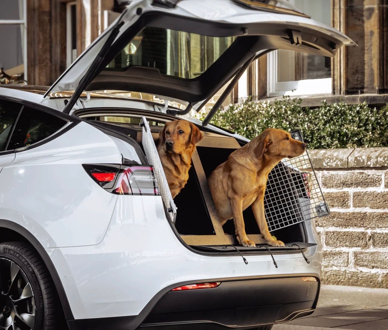Pet travel photo 2