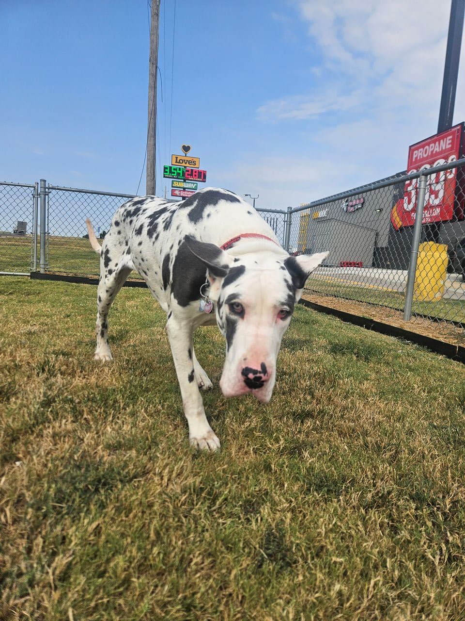Pet travel photo 3