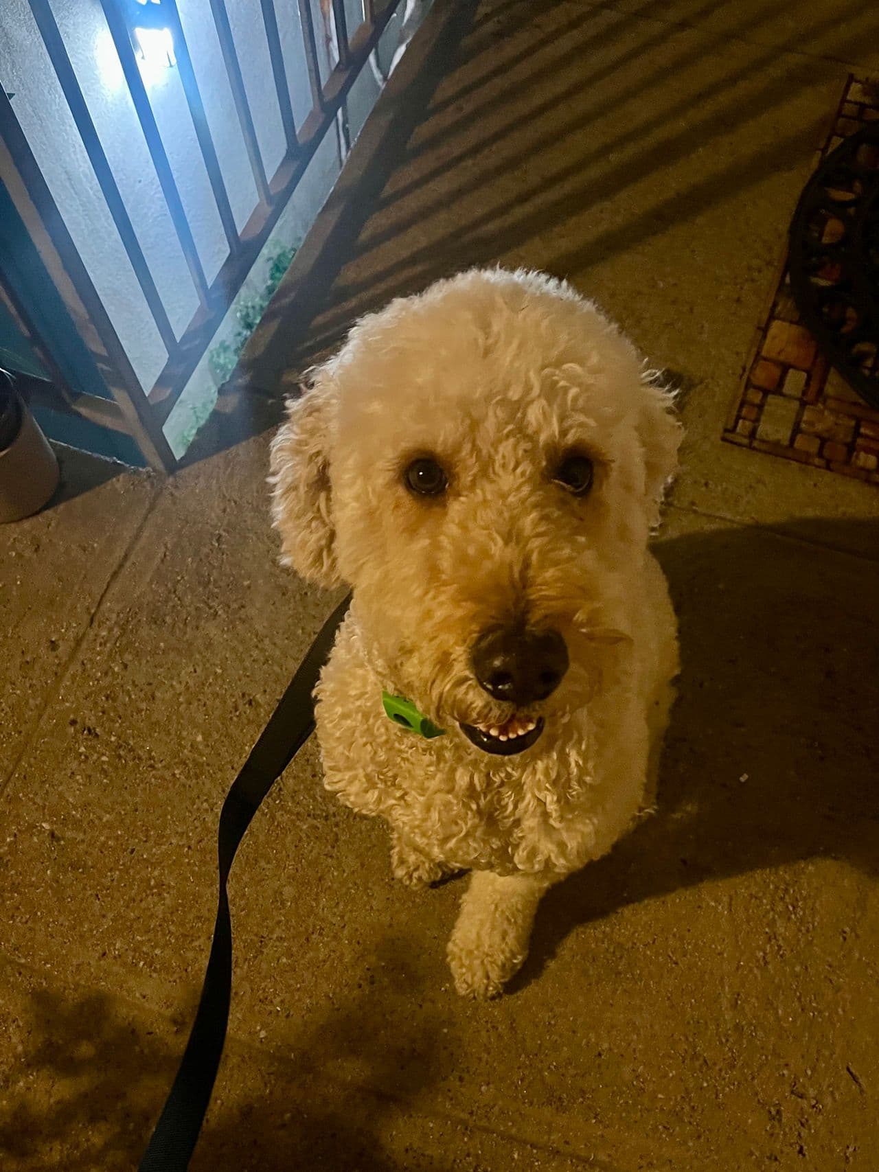 Pet travel photo 2