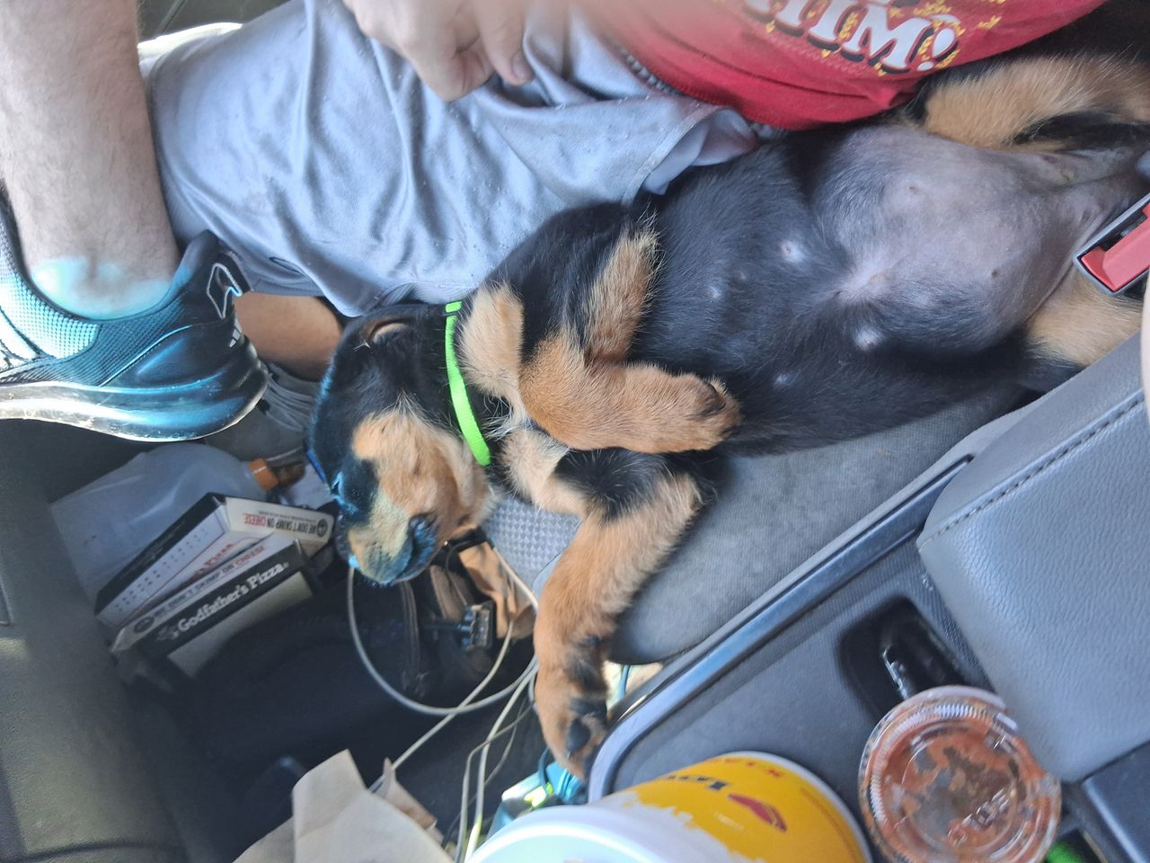 Pet travel photo 1
