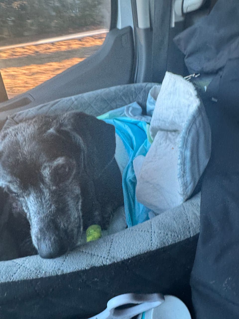 Pet travel photo 5