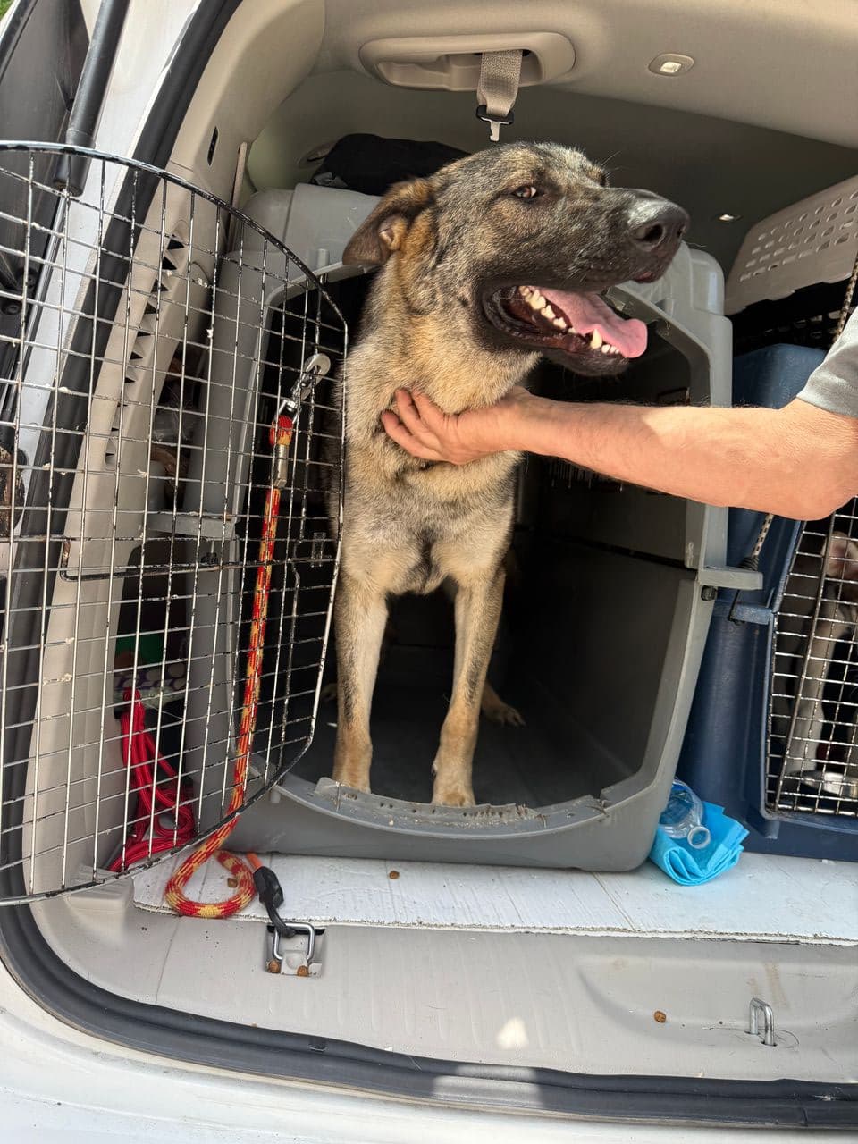 Pet travel photo 5