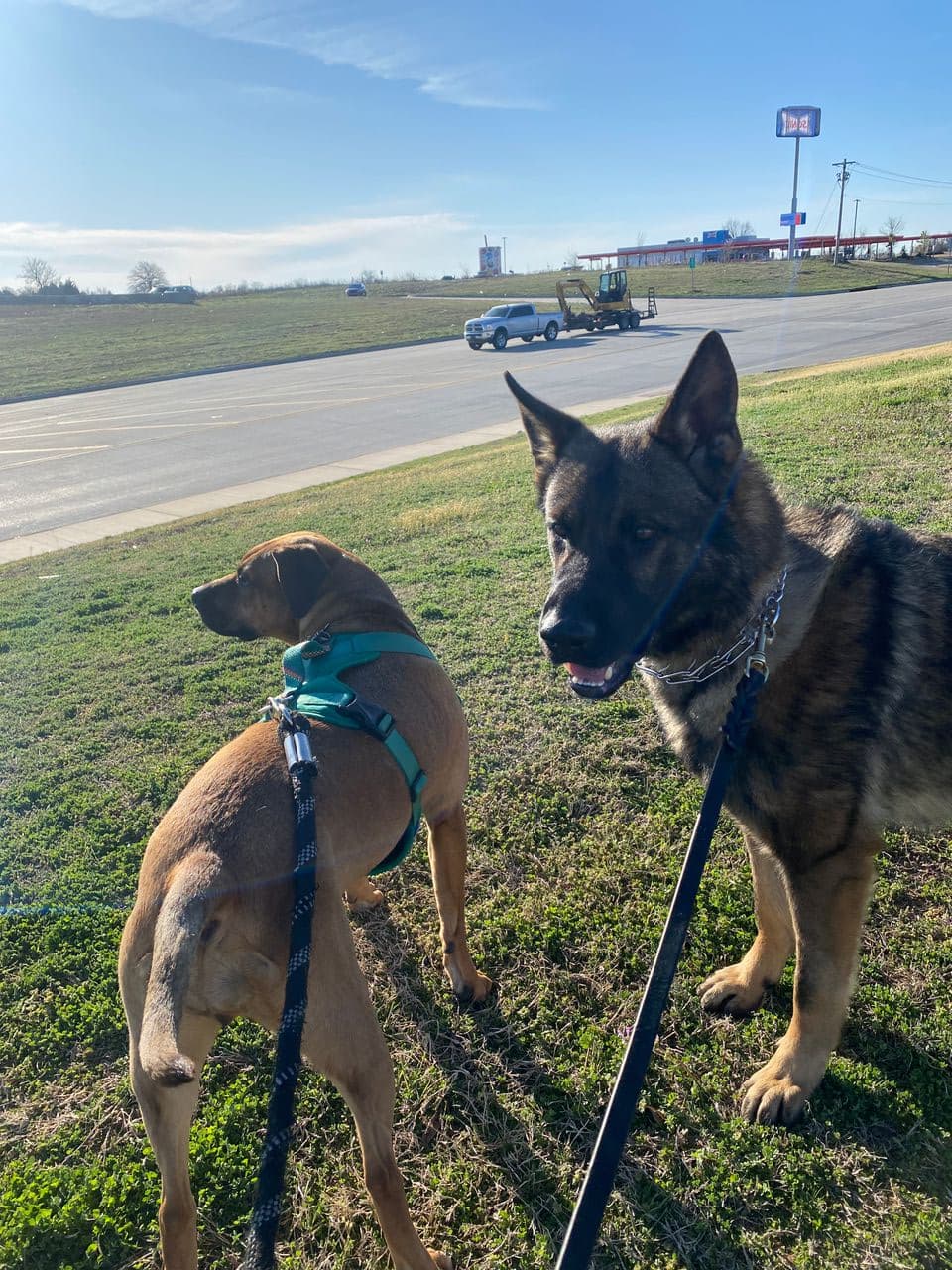 Pet travel photo 6