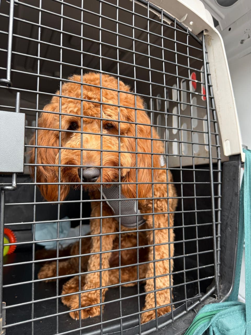 Pet travel photo 4