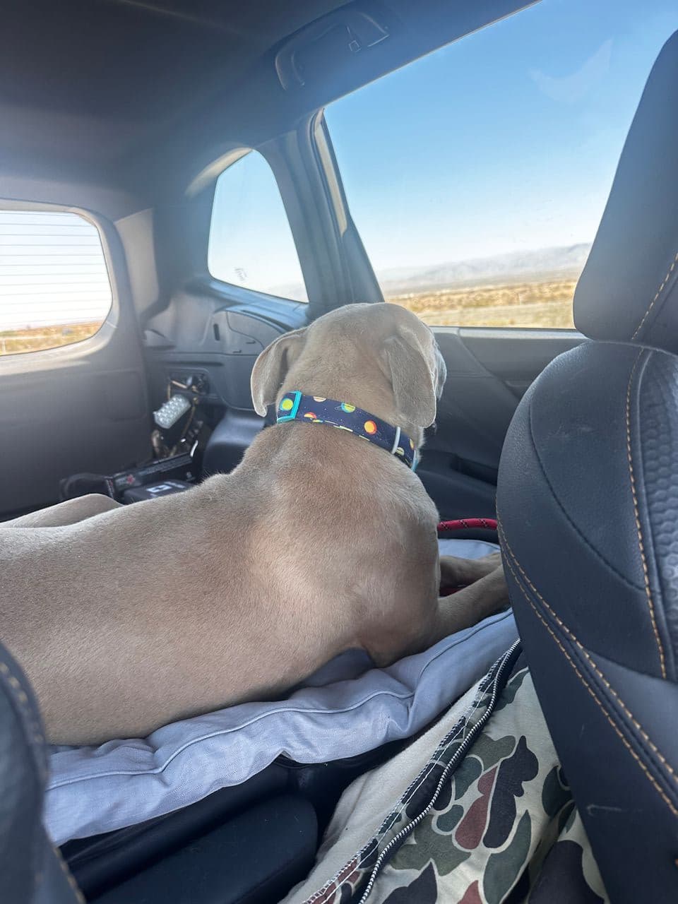Pet travel photo 5