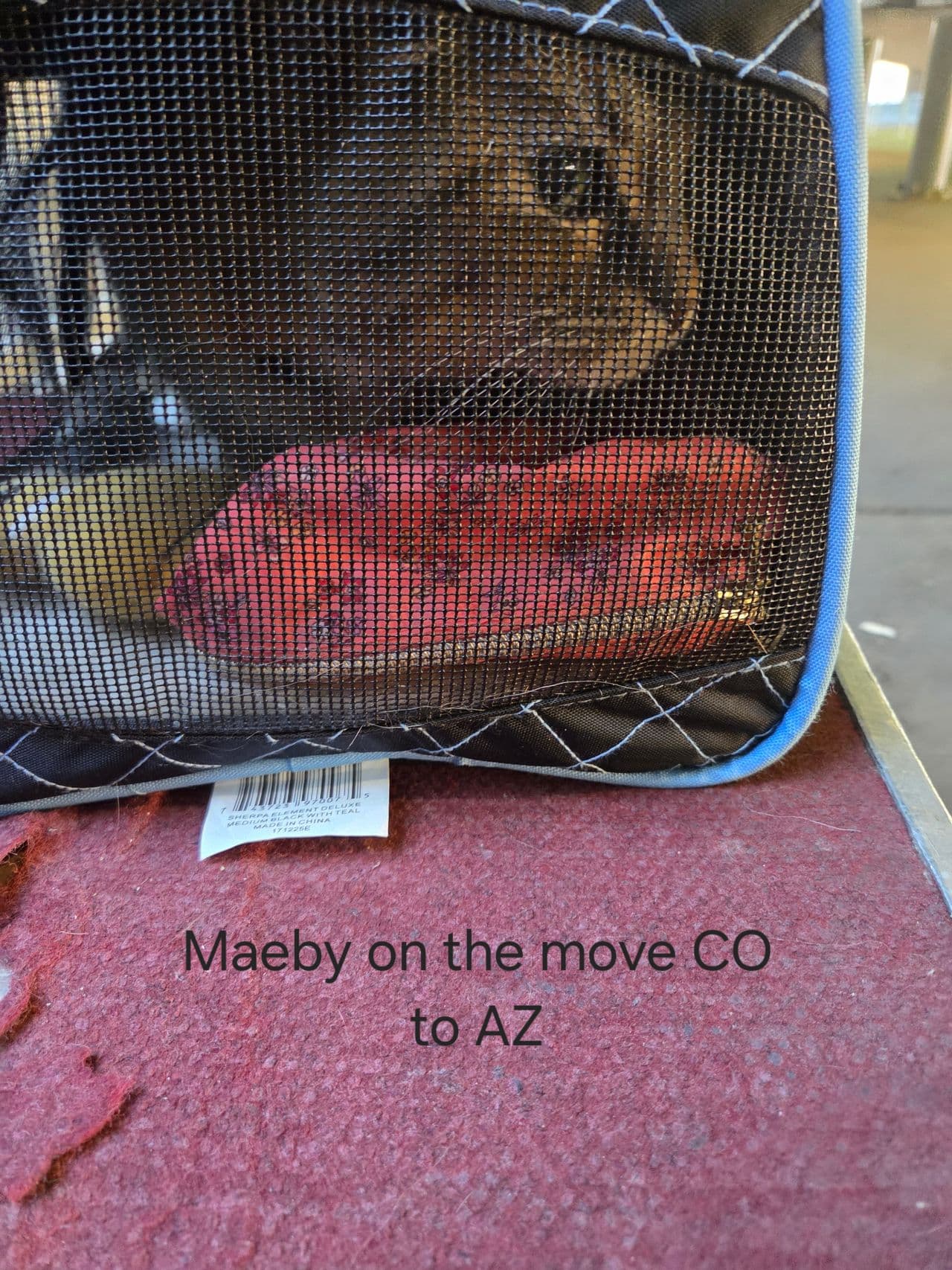 Pet travel photo 1