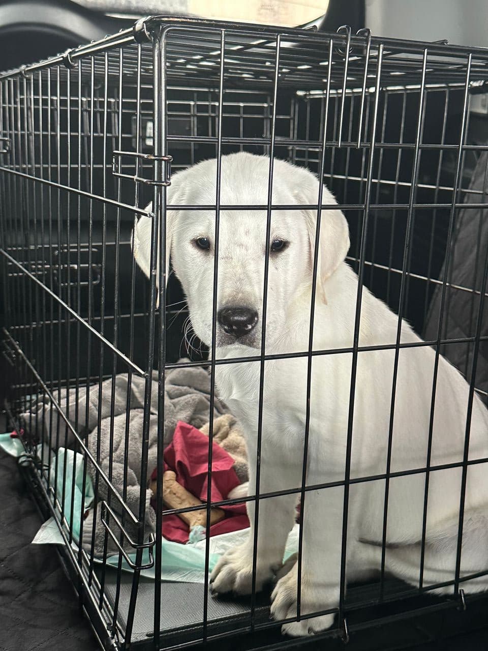 Pet travel photo 2