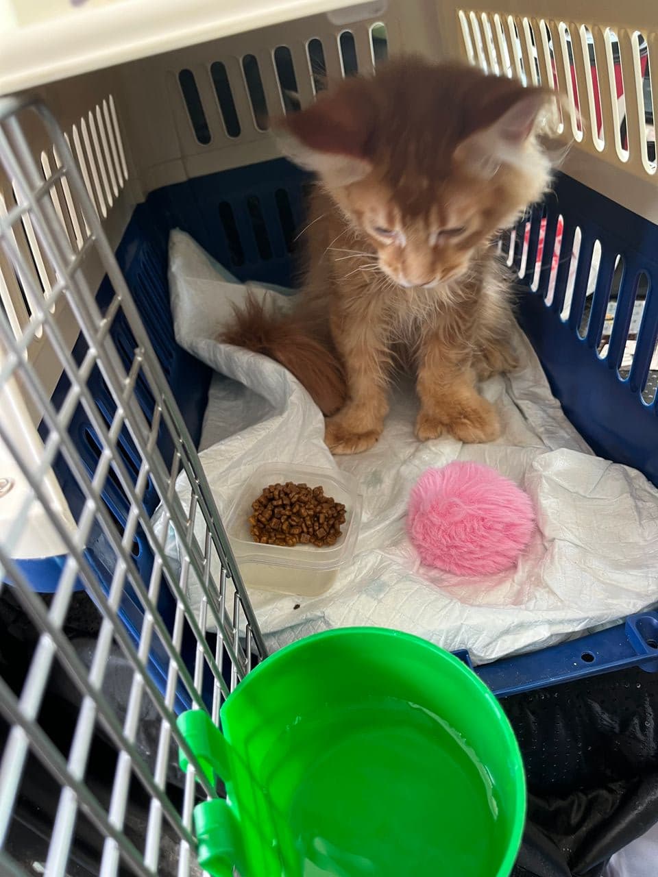 Pet travel photo 6