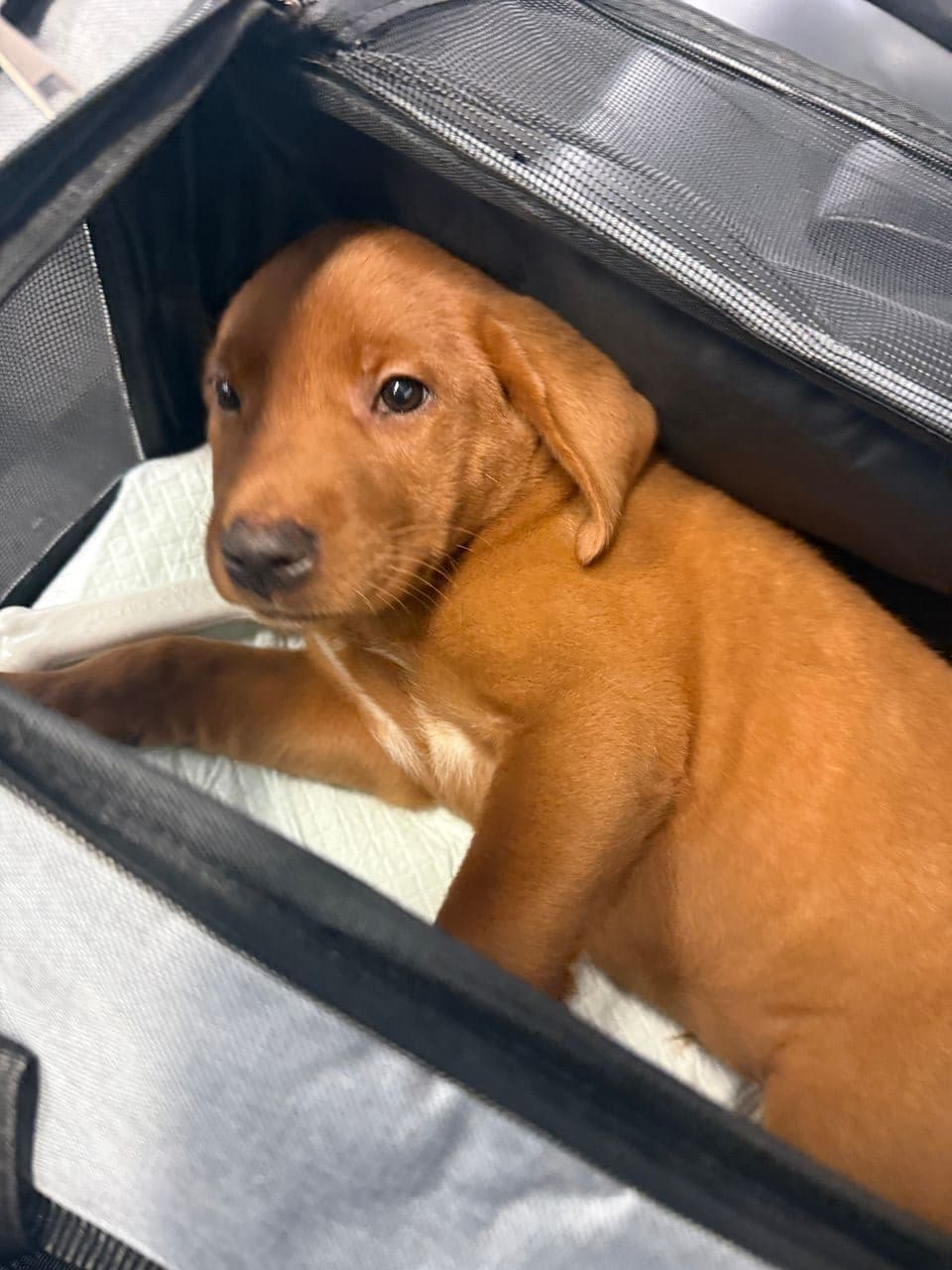 Pet travel photo 1