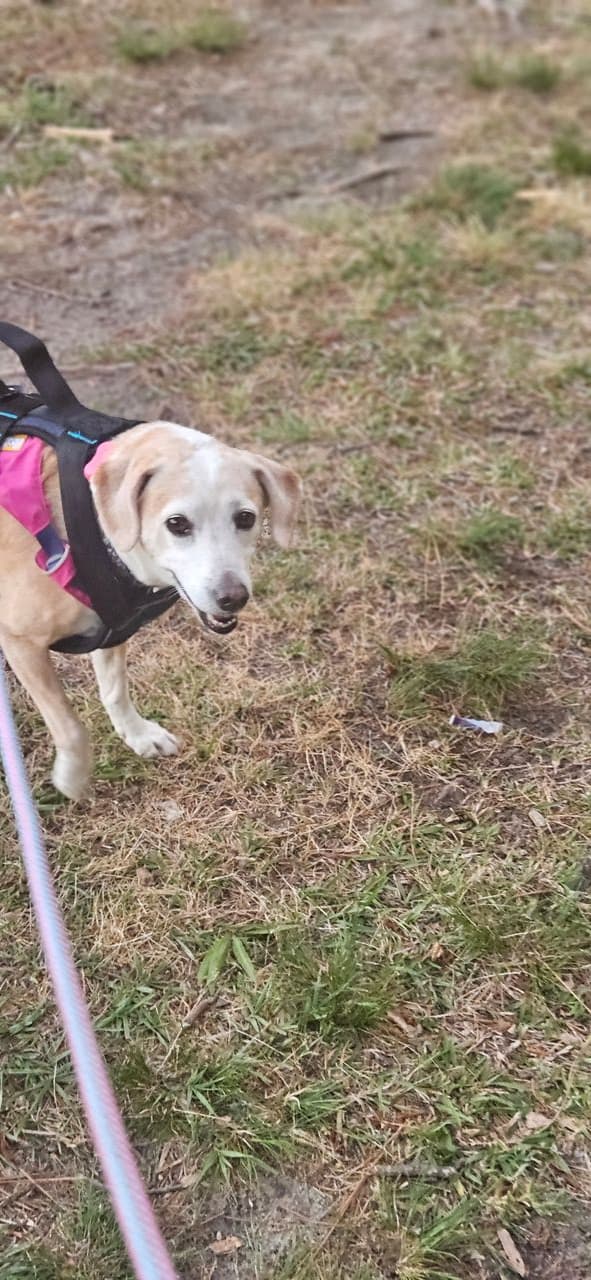 Pet travel photo 2